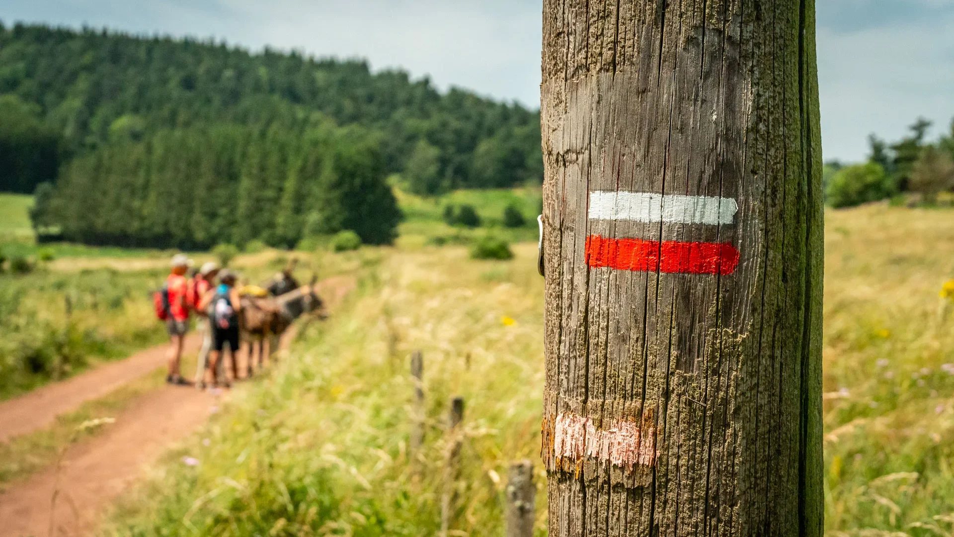 Sur le GR70 chemin de Stevenson