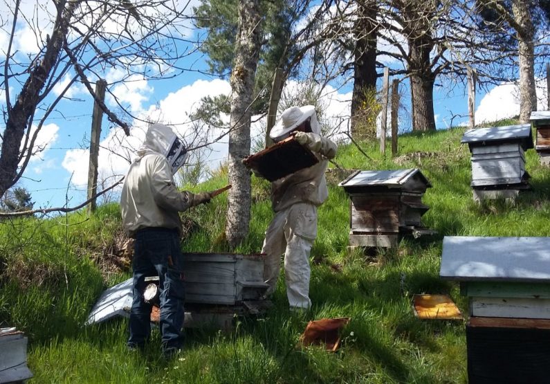 PCU_GAEC « Les abeilles de l’abbaye »_ruches