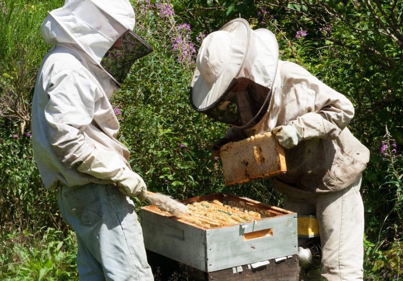 PCU_GAEC « Les abeilles de l’abbaye »_travail du miel -récolte
