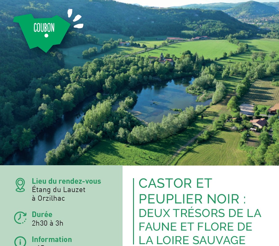 Sortie nature : Castor et peuplier noir : deux trésors de la faune et flore de la Loire sauvage
