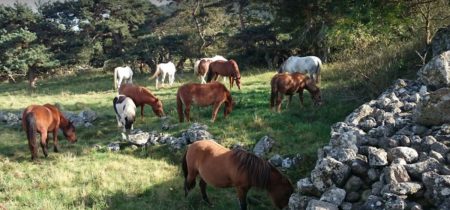 Centre Equestre les Petits Chevaux – Equitation